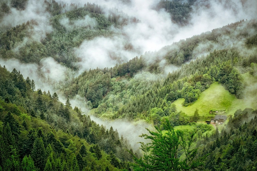 a path through the mountains shrouded in fog